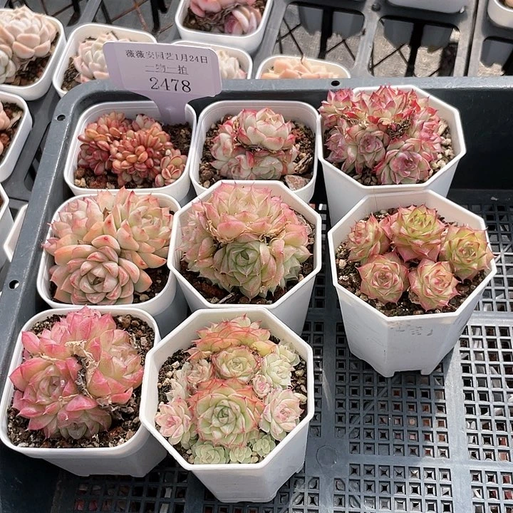 薇薇安园艺多肉2478