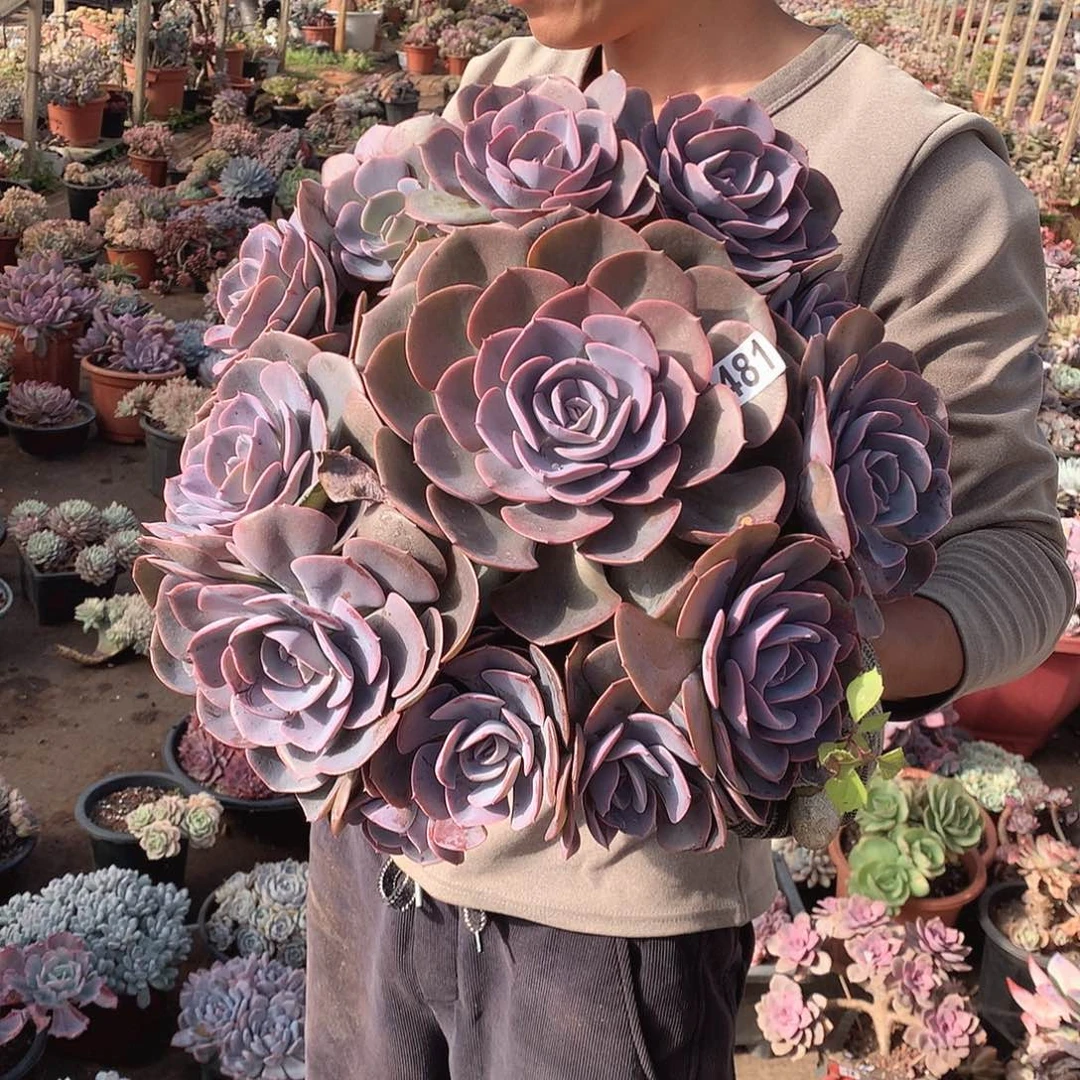 481尘埃玫瑰 一物一拍多肉