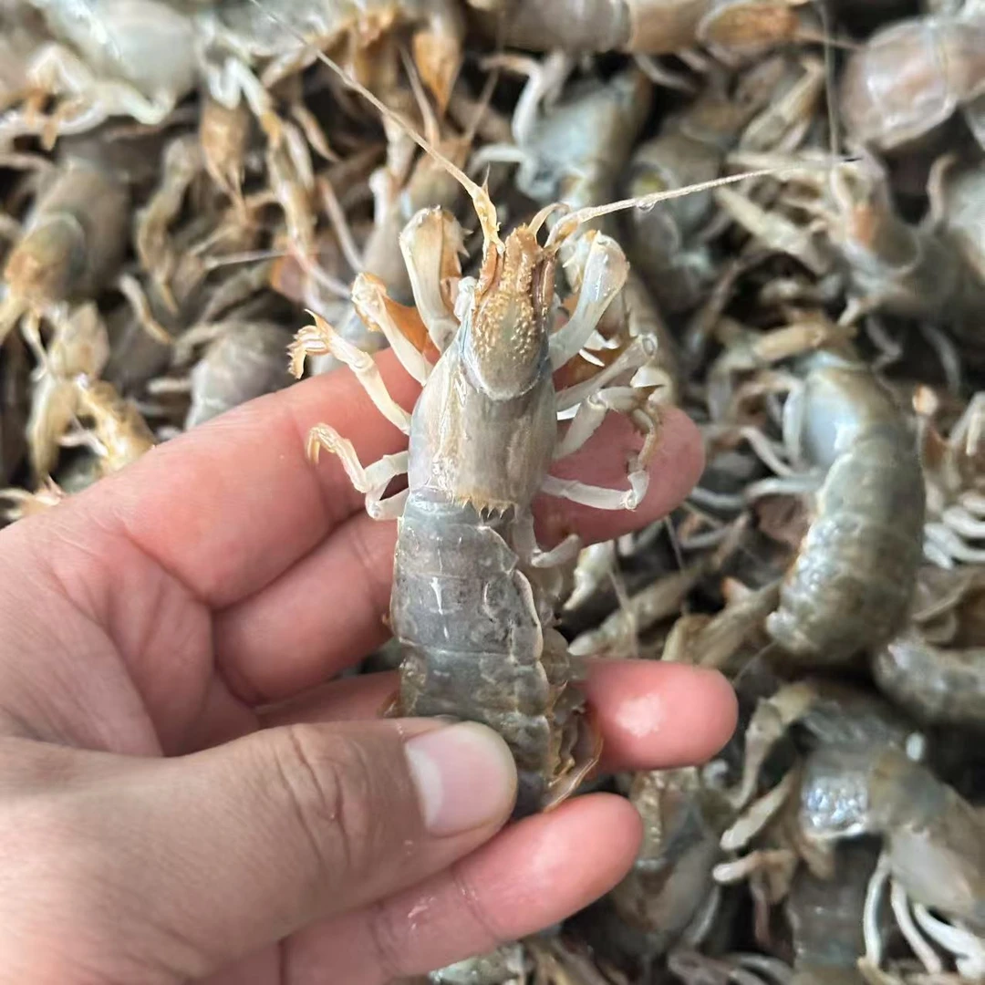 大连本地全活泸沟虾，2斤起拍，建议大连拍！！保肥不包活