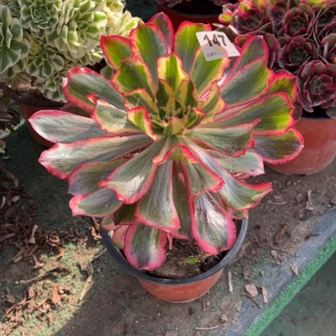 洁***147魅影手捧多肉，