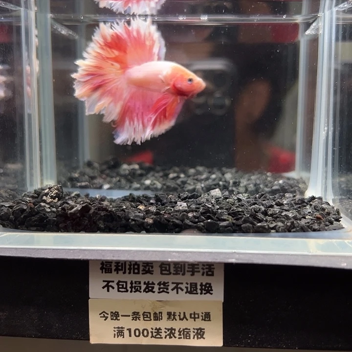 斗鱼竞拍跑单拉黑23日32