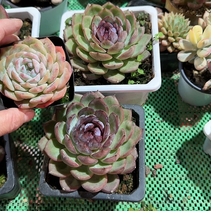 夜皇后多肉植物的生长