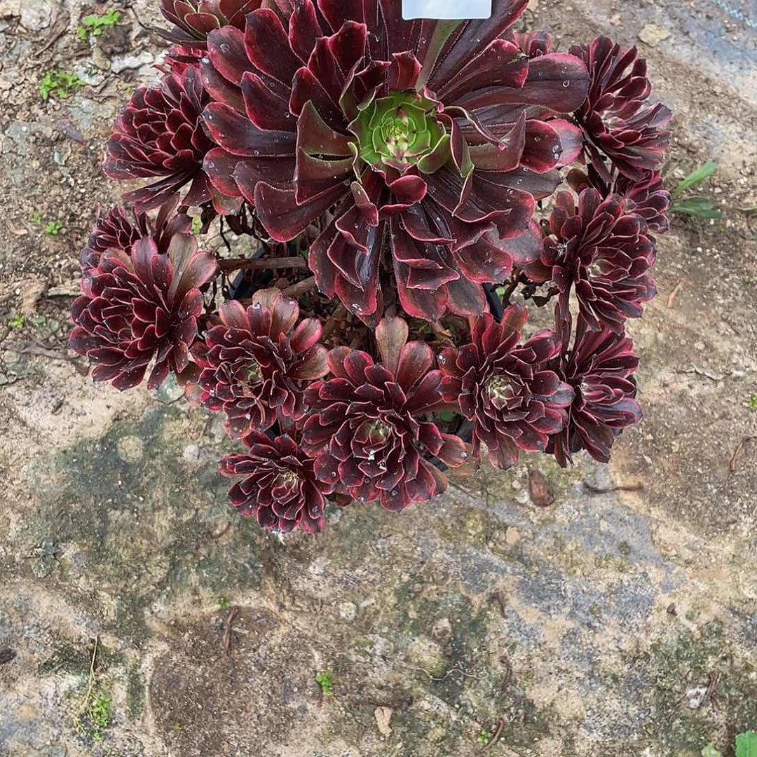 多肉法师106号油墨画发货不包损