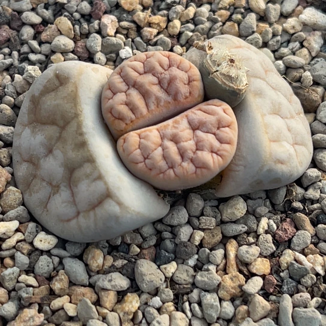 7835凹凸铁189一颗