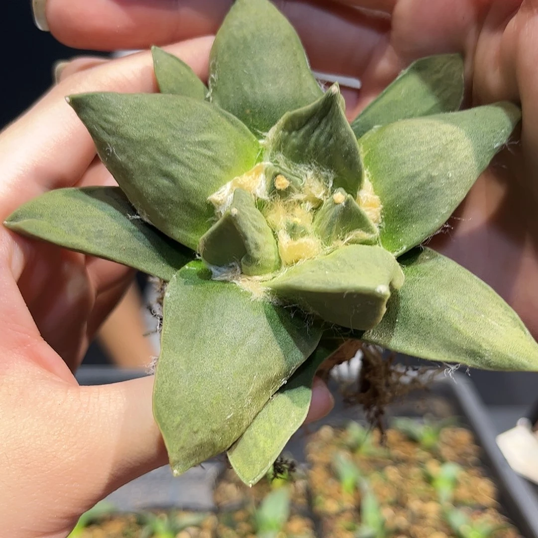 10cm实生怒涛牡丹萝卜根