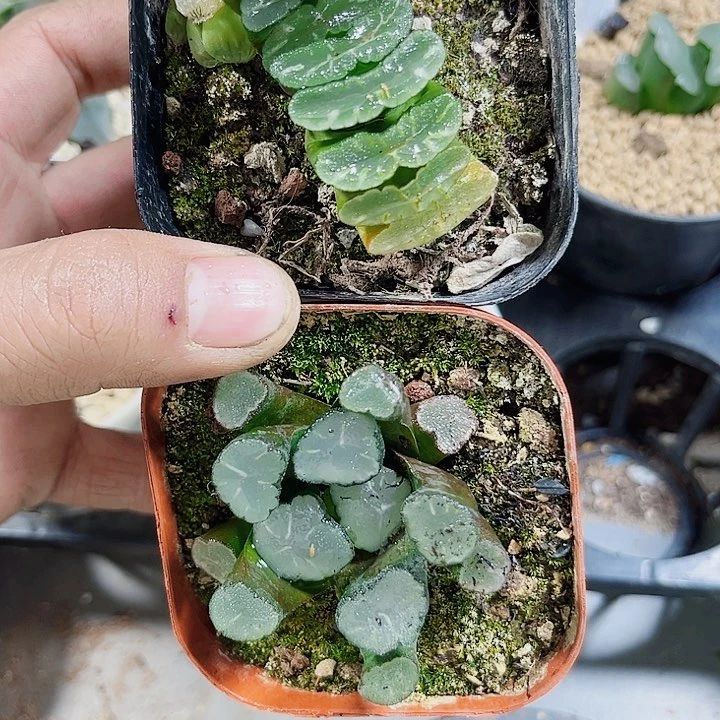 玉扇万象新手好养