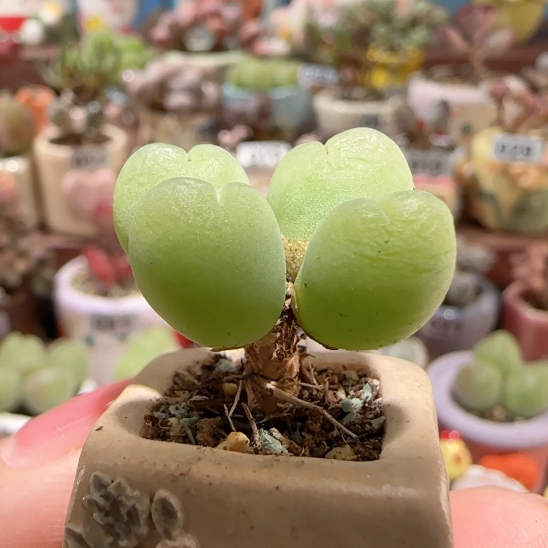 T小树毛翠盆口1.8cm