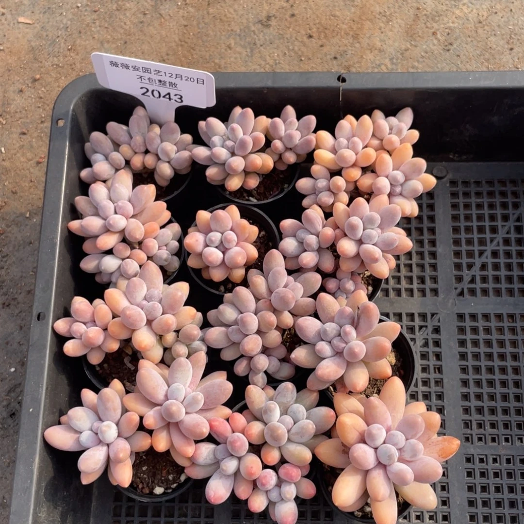 不包整散 盆子不售后2043