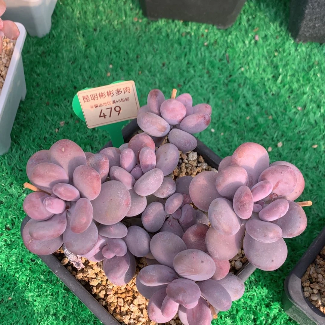 慧彩虹奶酪无砍老桩479