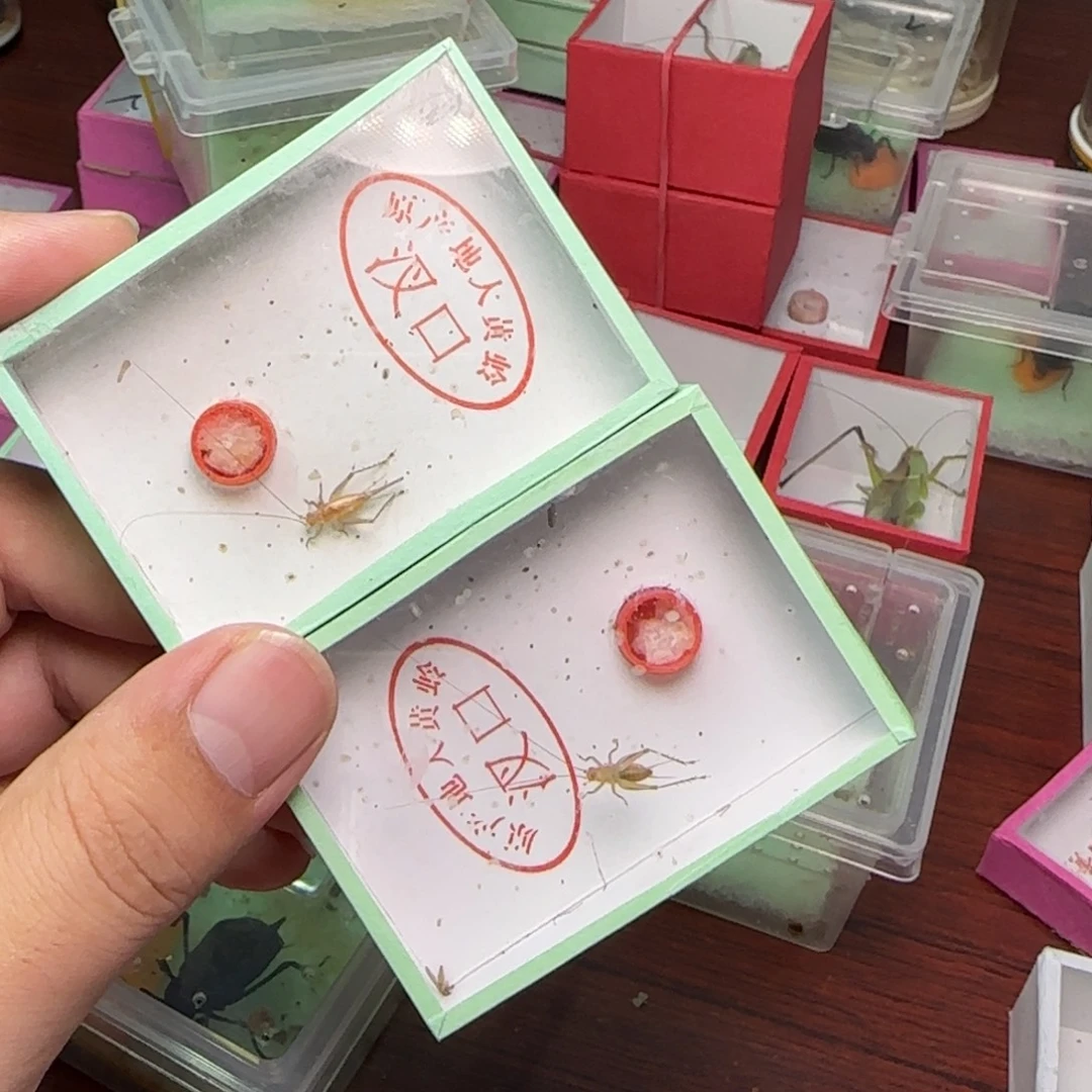 大黄蛉精选2只长须