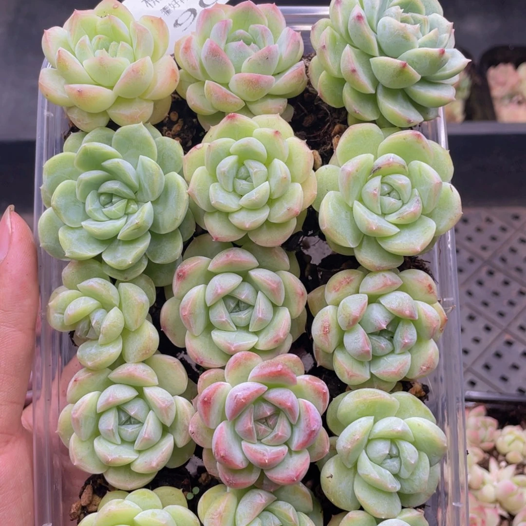 糕大上多肉植物906