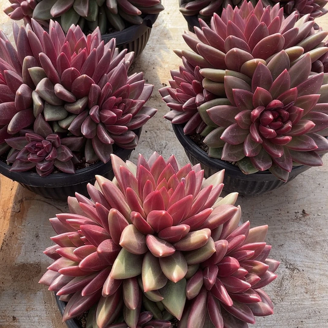 迷雾泡泡精控群生18厘米可挑