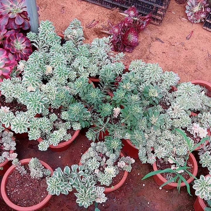 亚特兰蒂斯多肉植物大战