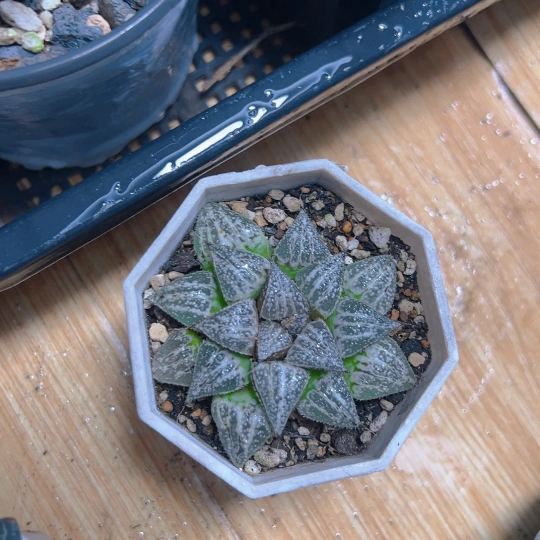 雪景色玉露多肉多肉1