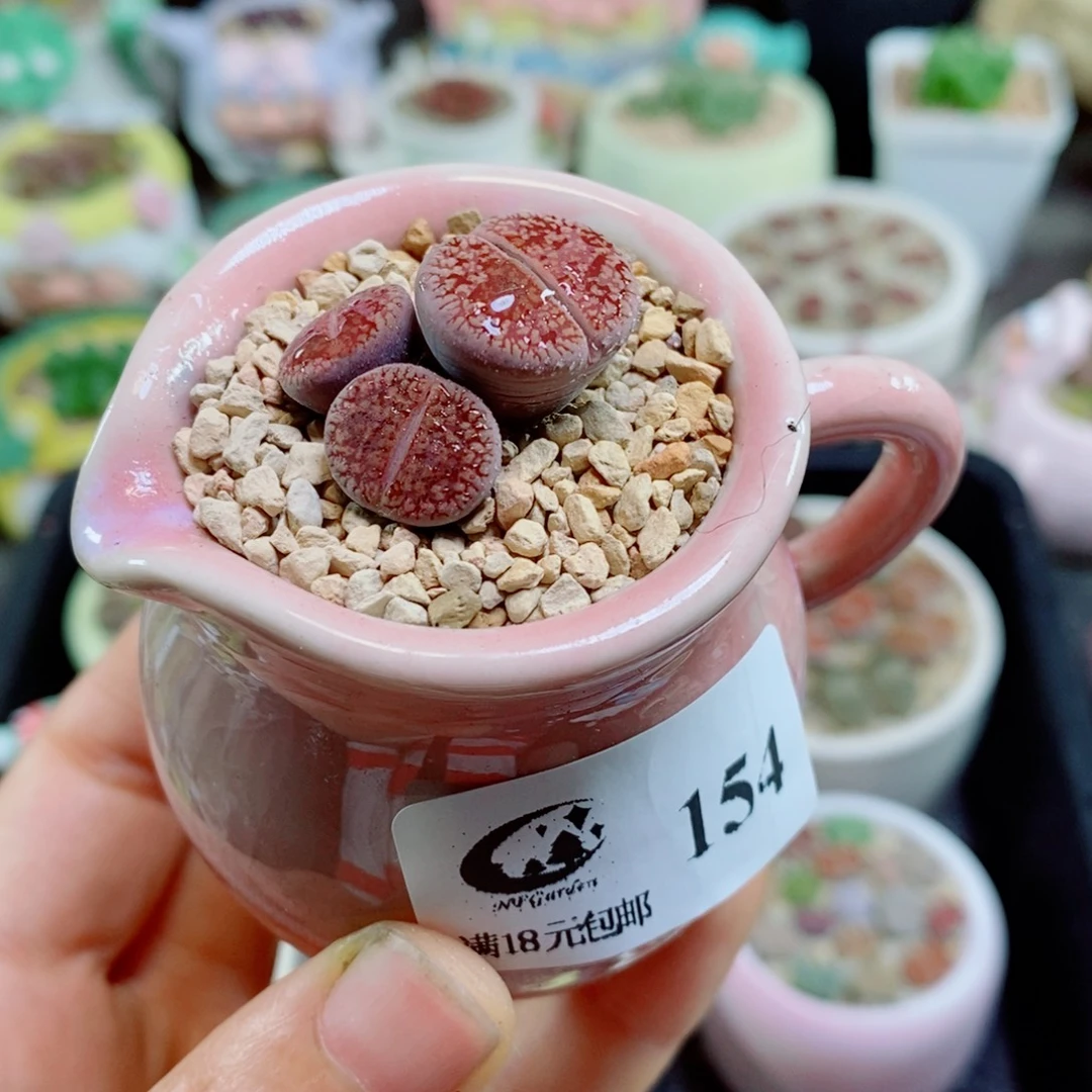 生石花花花花花花花154