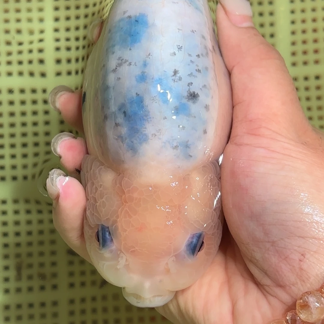 柒***)金鱼拍包装包邮，不拍包装运费到付