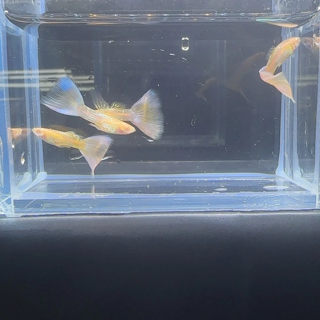 孔雀鱼关注主播可以竞拍