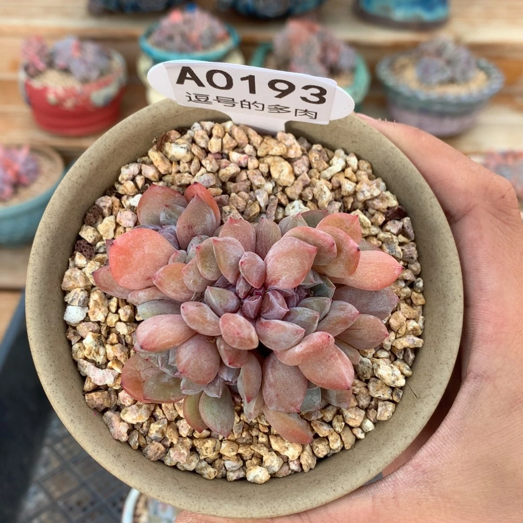 A0193 石榴籽缀 有砍 7.5cm