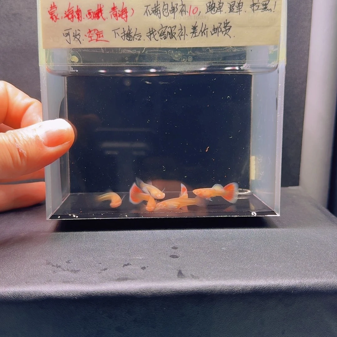 孔雀鱼紫白火烧云三对