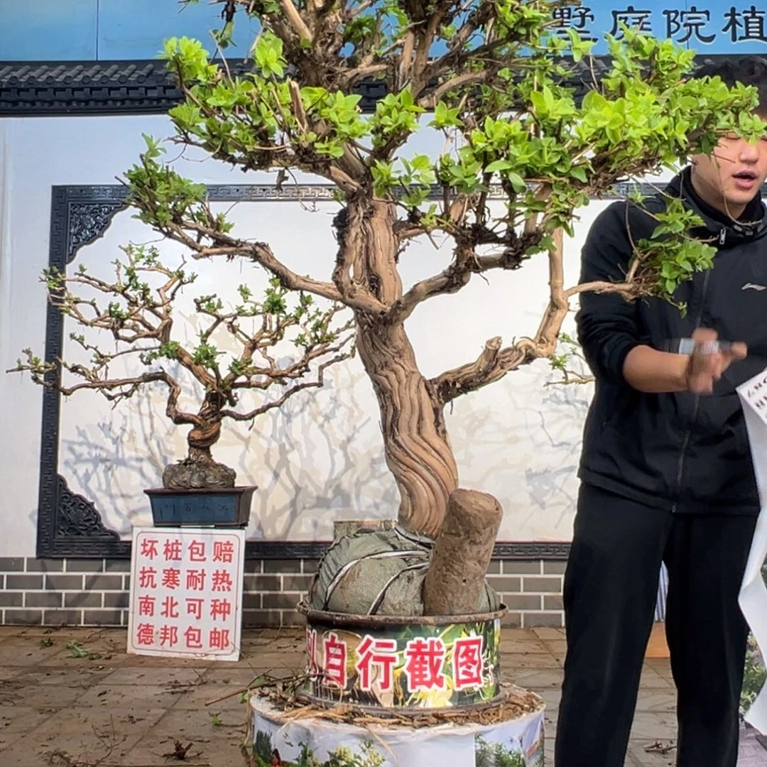 无花朵金银花开花1588998899