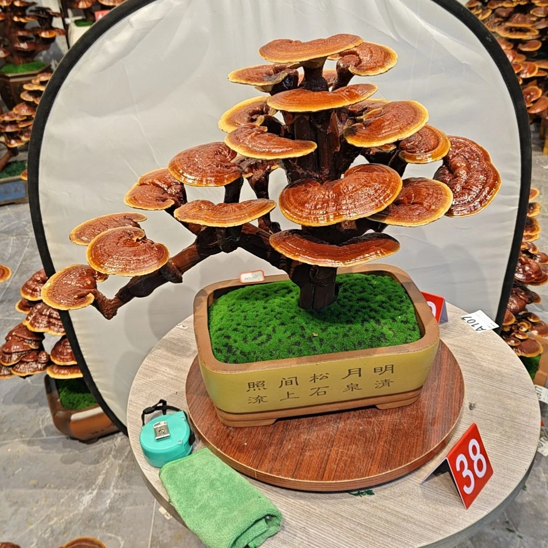 灵芝盆景高端大气上档次