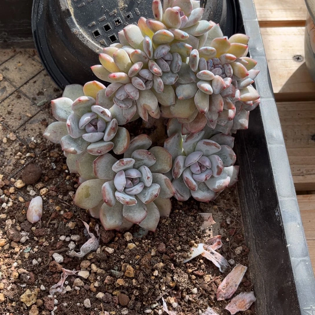 暖***杨石榴子朵朵一物一拍