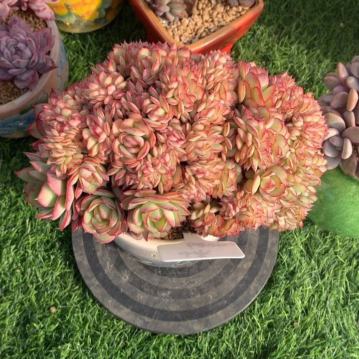 牡丹亭缀好看多肉发货带盆