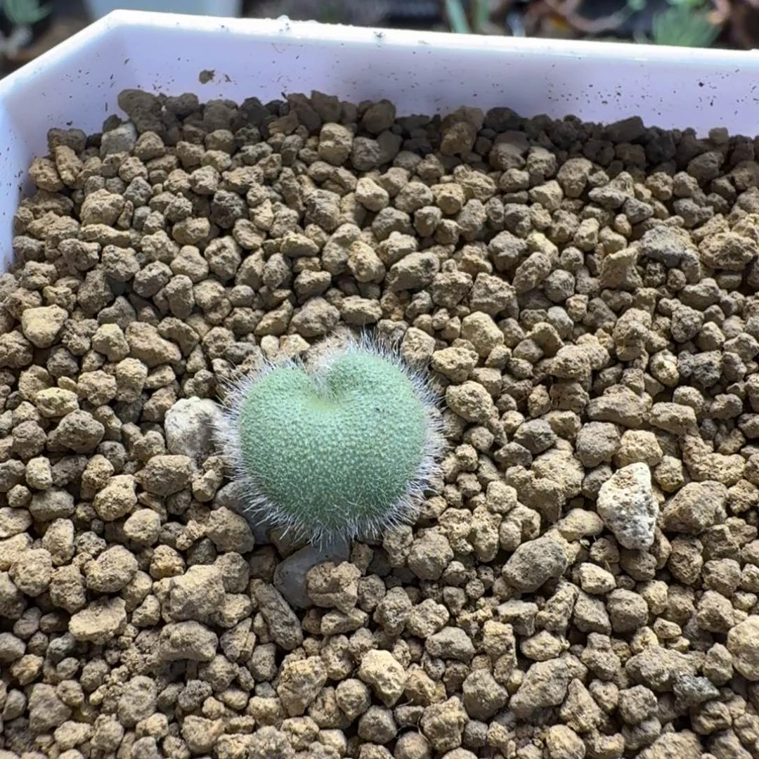 全毛爱心999 仙人球