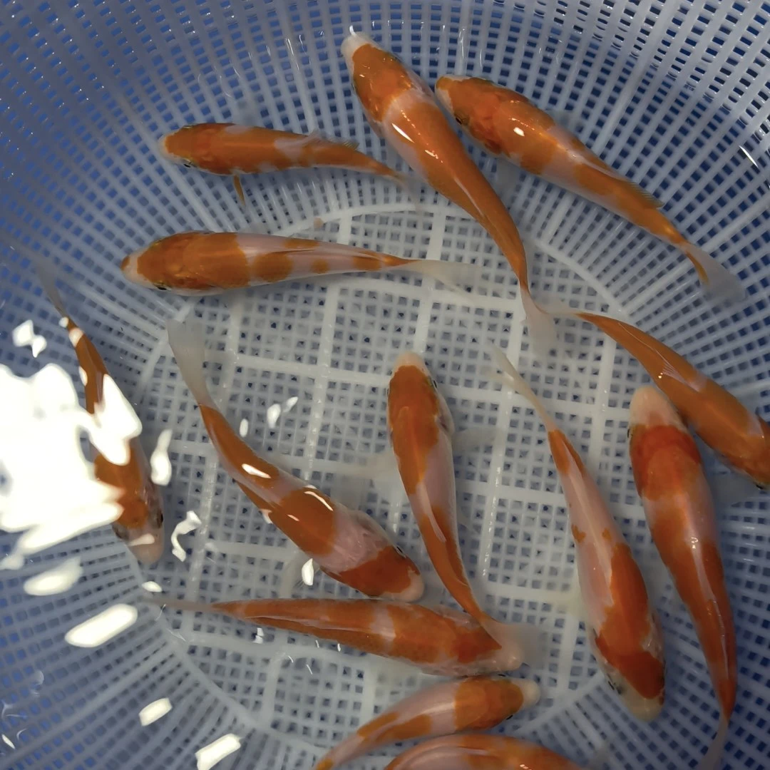 新奇宠物锦鲤鱼，红白大正