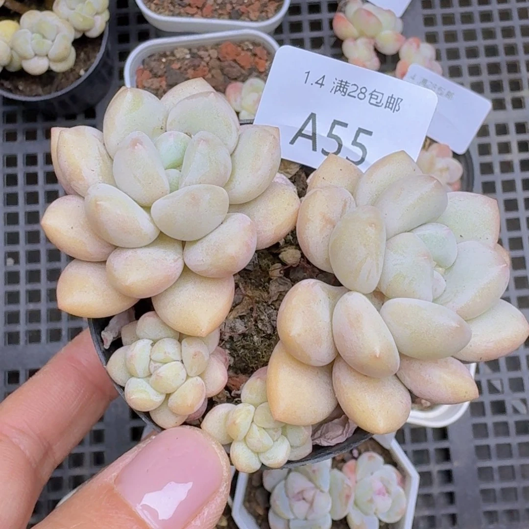 泡泡糖一颗带盆发货