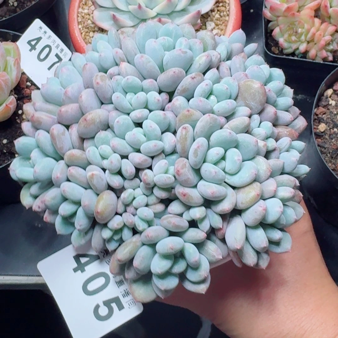 香香雪群生        精美多肉植物