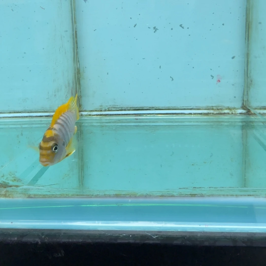 慈鲷1427红鸡鸡。