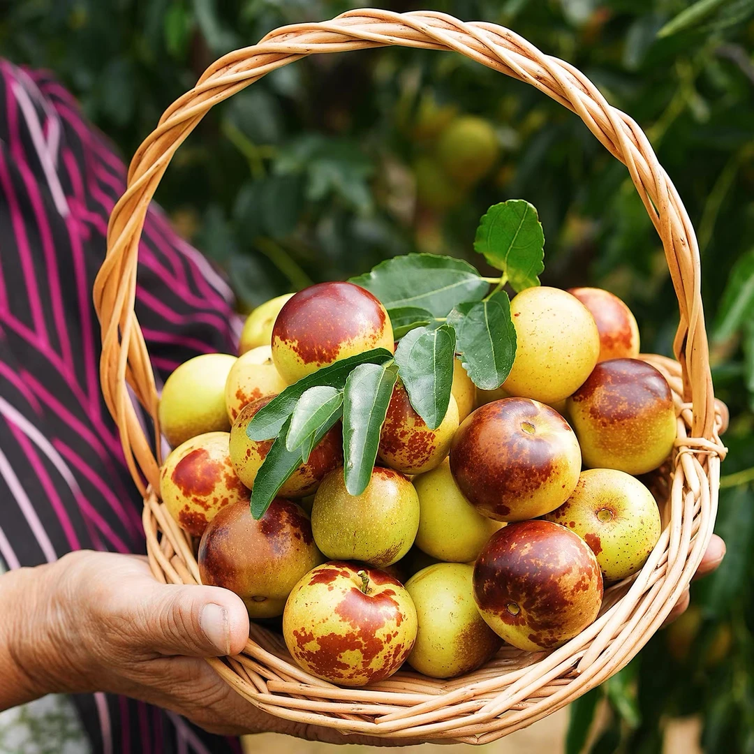 正宗山东沾化冬枣自家果园新鲜采摘脆甜多汁原产地直发包邮