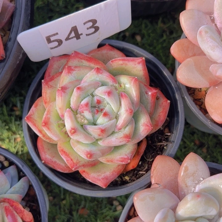 健健康康平平安安