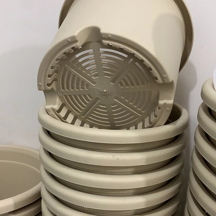 四季口21高18米黄10个无托