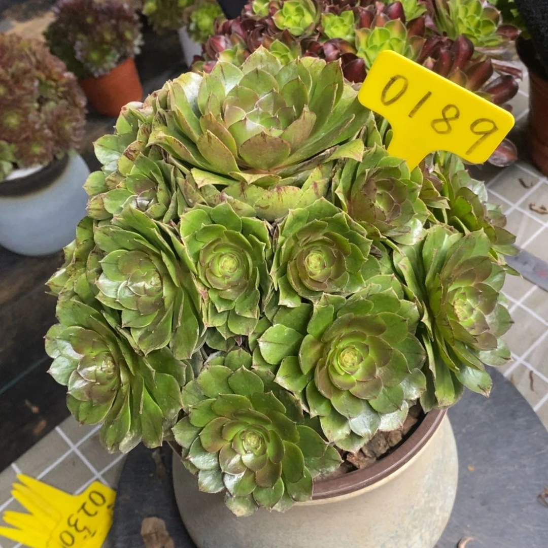 红陶0189万圣节拉丝一物一拍