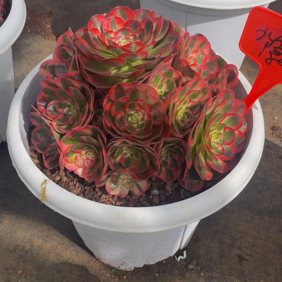 瘾***.【通用】万圣节系列群生多肉植物万老桩大手捧精品多肉