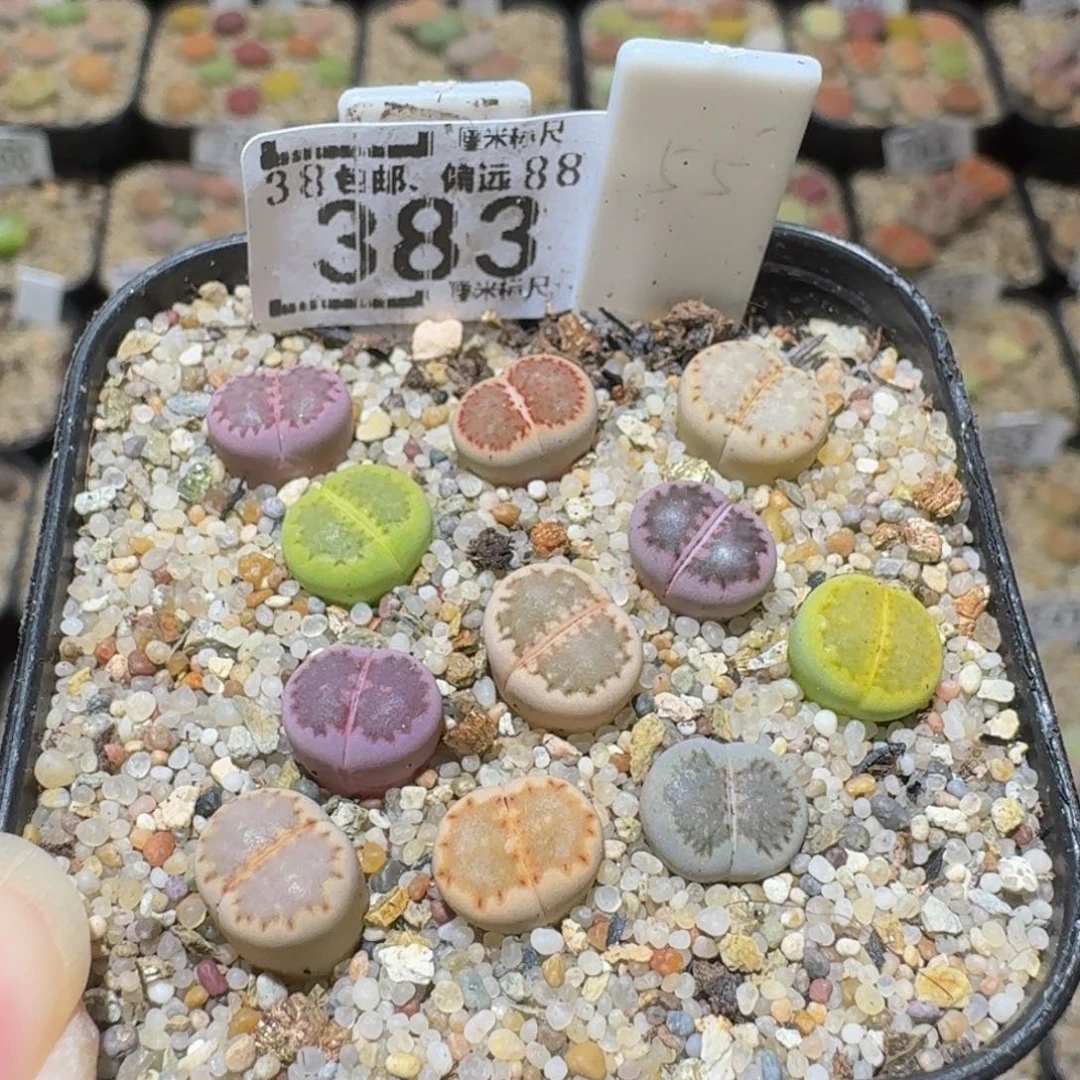 Sssss生石花肉383
