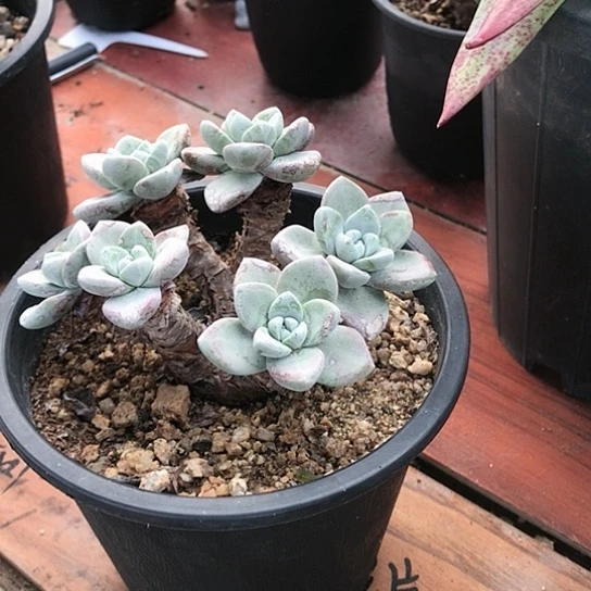 韩货苹果叶仙女棒杯