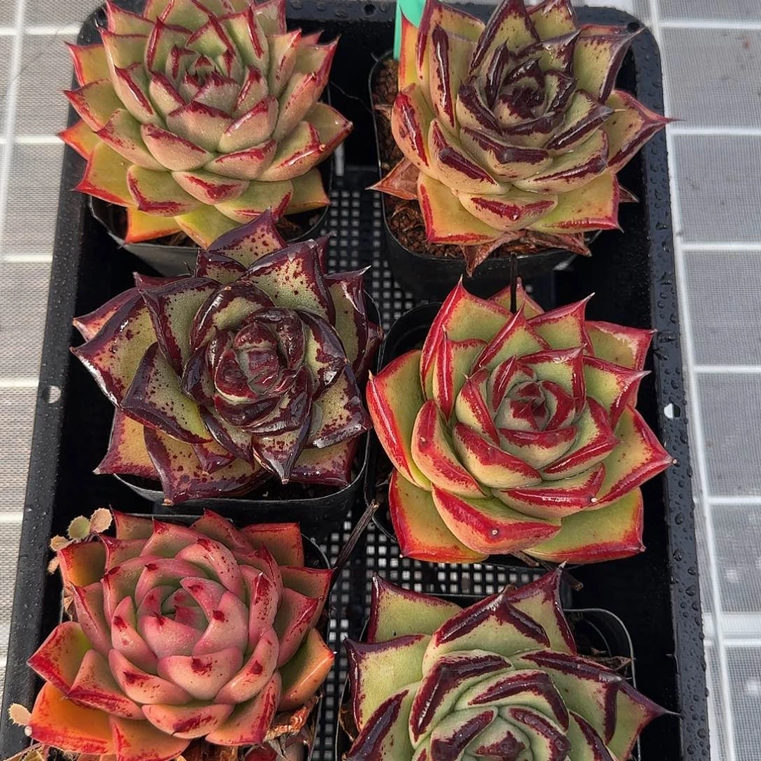 从前慢花园精选0117-17