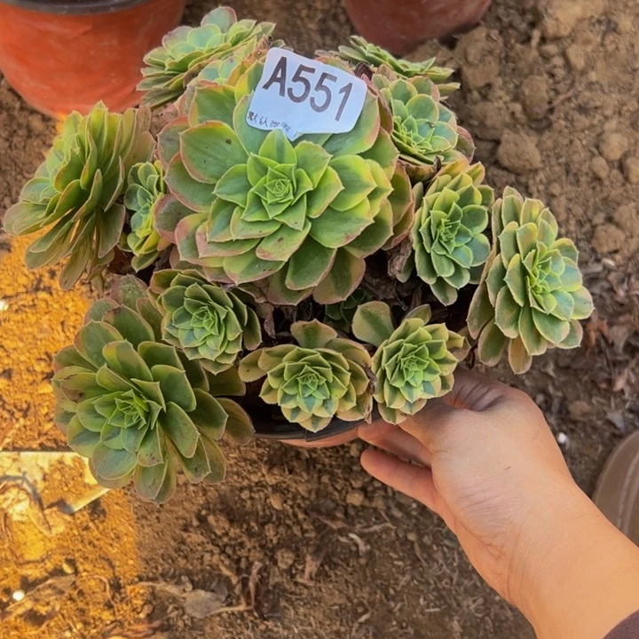 奶白多肉植物551.