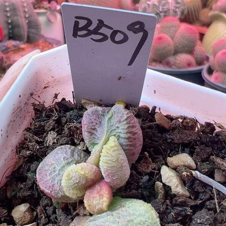 用****9可以的吧这不是在给我们看