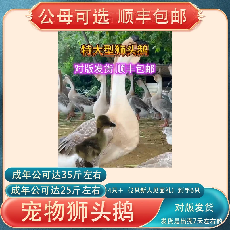 宠物狮头鹅发货都是出壳7天左右的公母可选顺丰包邮