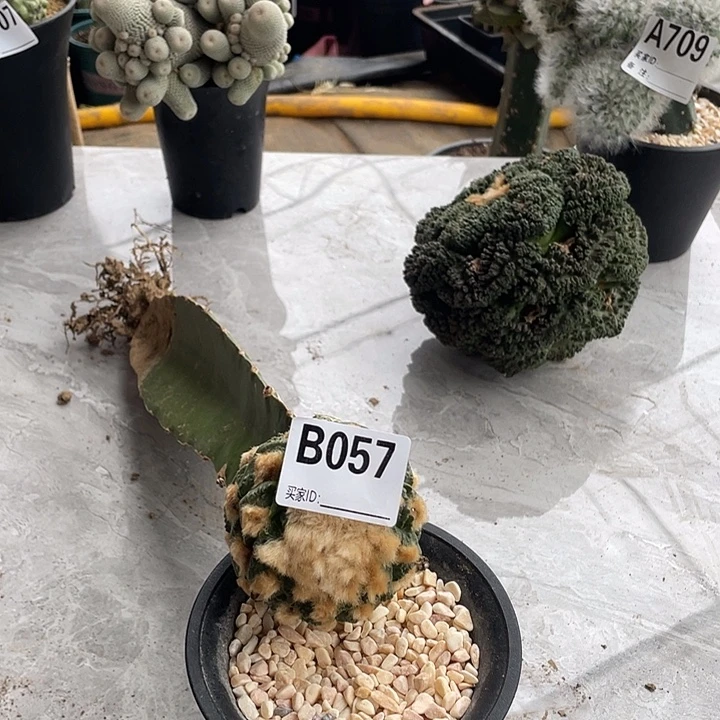 完全开放057龟甲一个仙人球