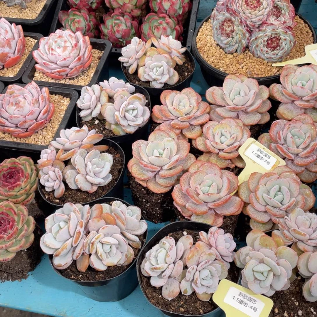 0105-4-韩版奶茶群福利一颗量拍