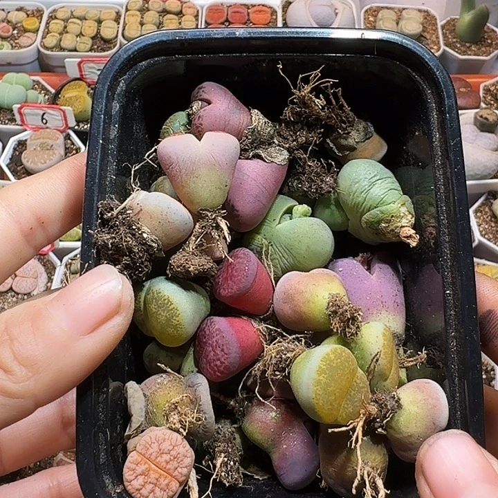 生石花11111111。  208