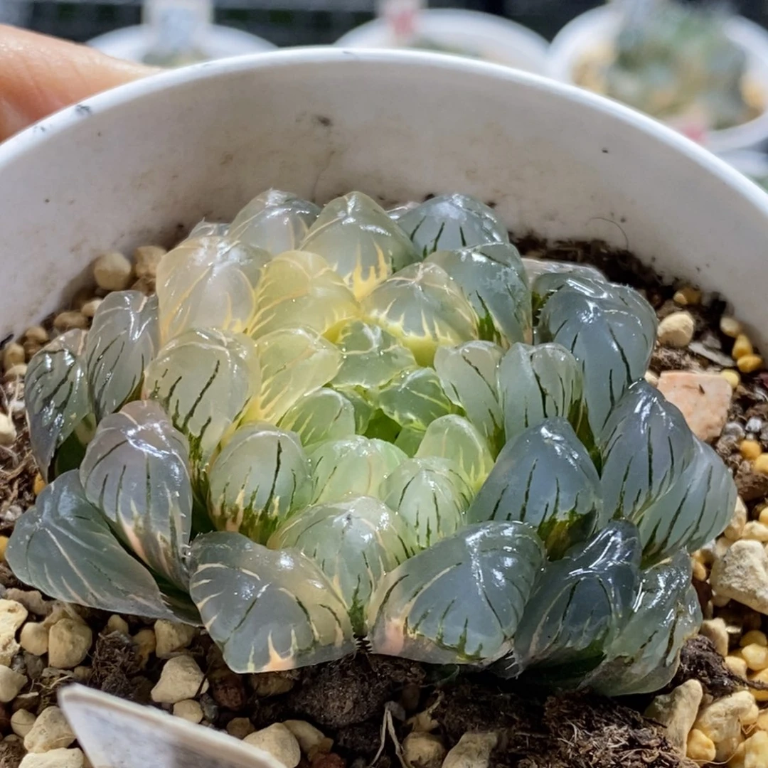 296号实生糊斑趋势湖水