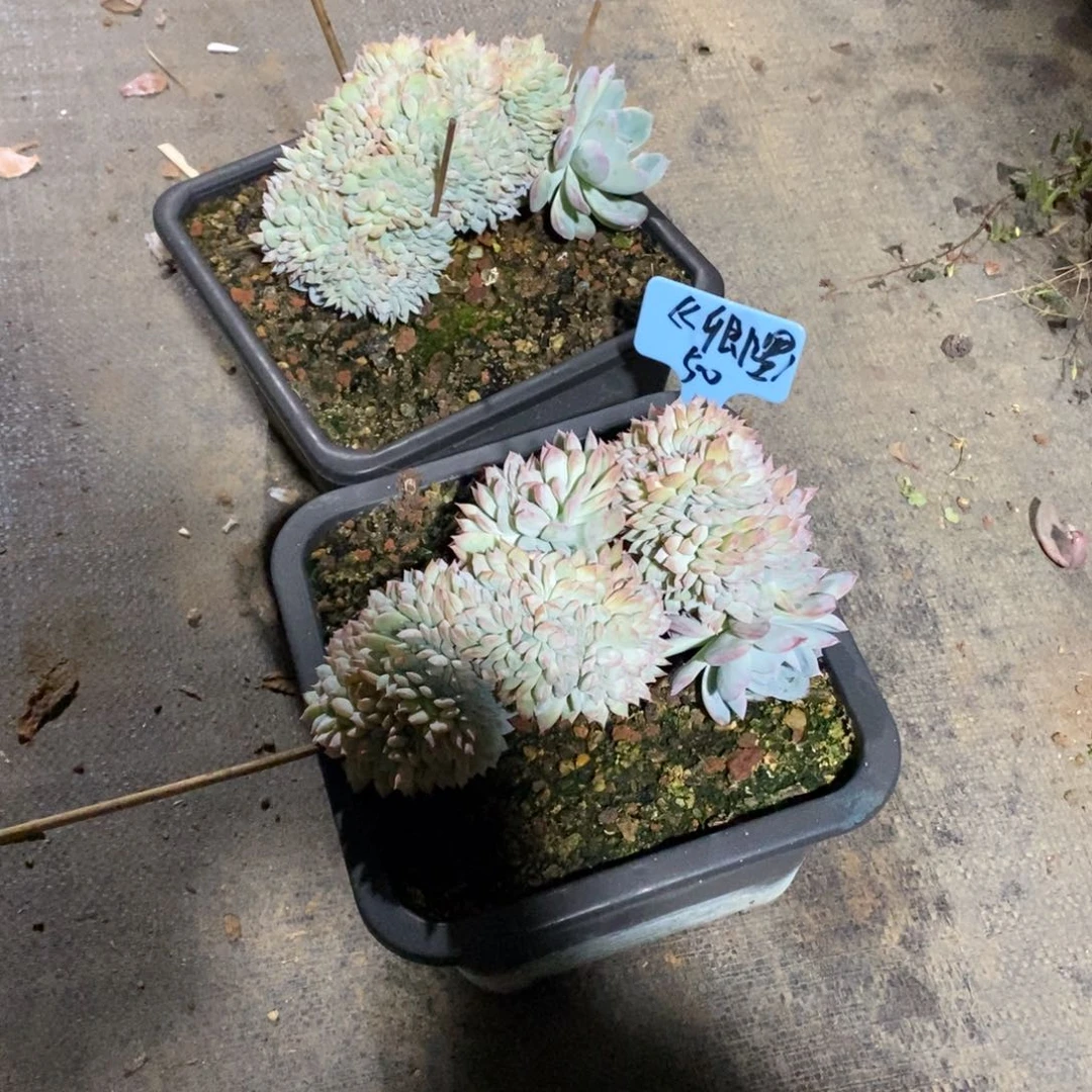 啊军喵多肉莎莎缀