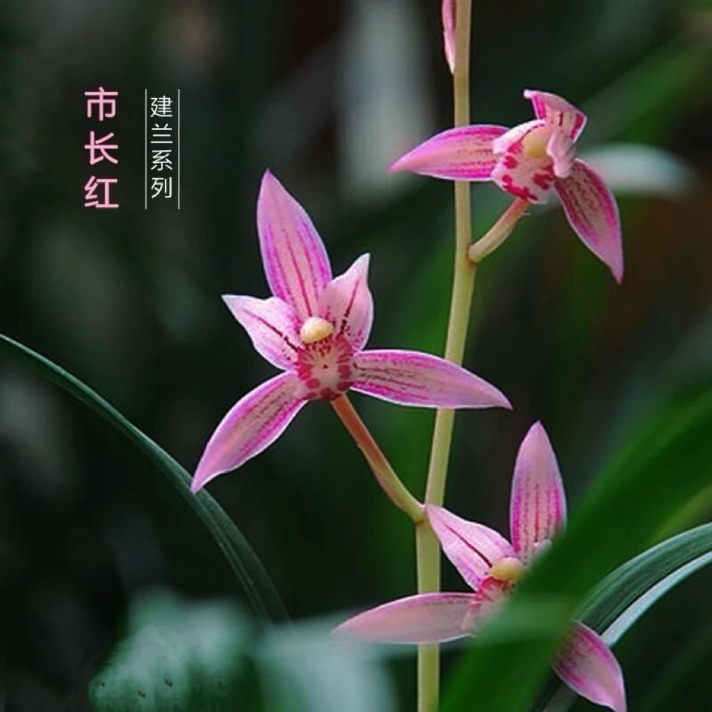 市长红 特A级老种苗 金典兰花 浓香好养 带叶艺铭品兰花
