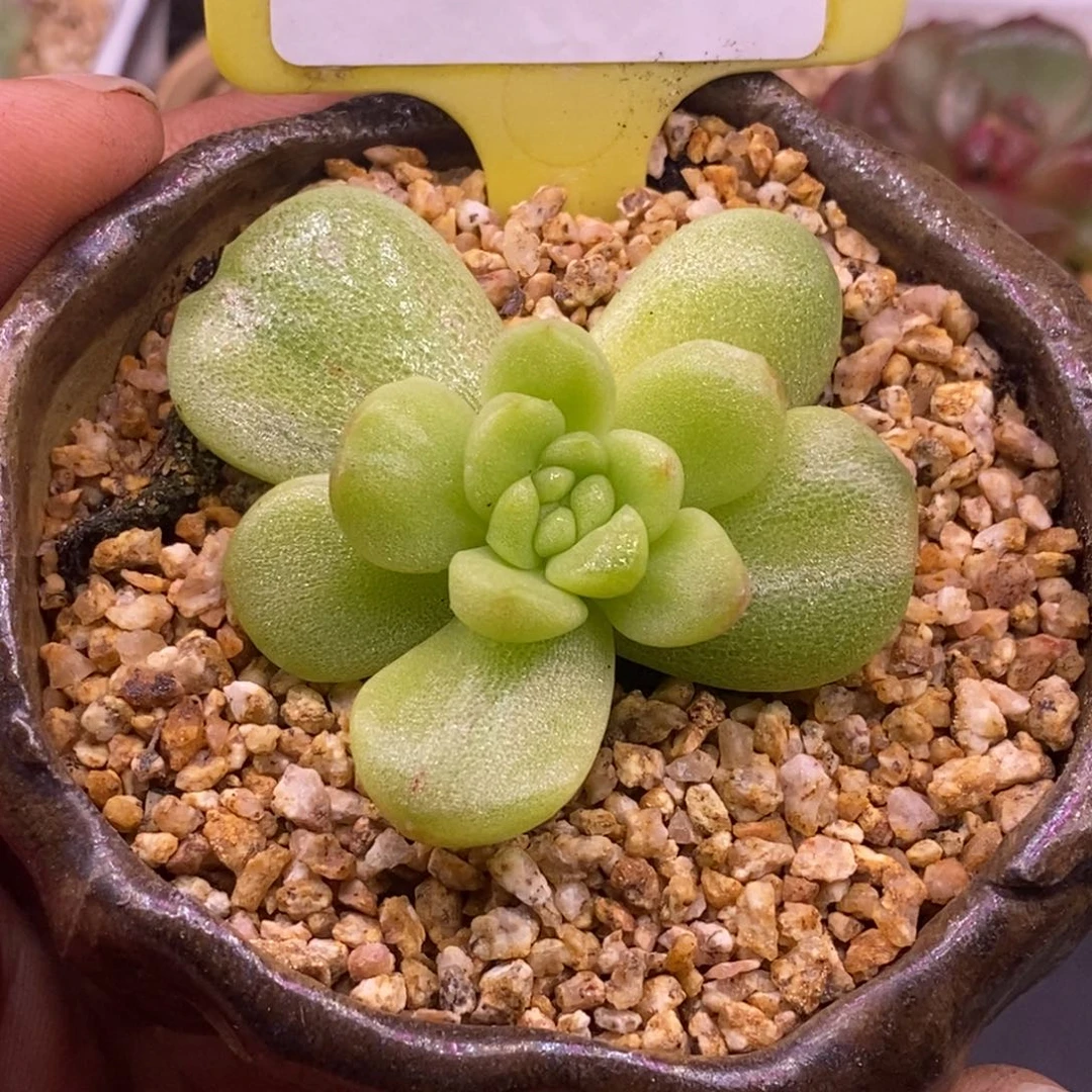 158福利，冰玉拉丝黄锦……